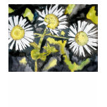 heath, aster, watercolor, flower, painting, print,
