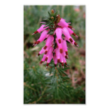 Heather Art Photo