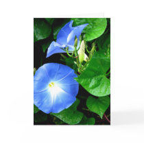 Heavenly Blue Morning Glory Birthday Card by patsarts Heavenly Blue Morning Glory Birthday Card