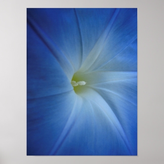 Heavenly Blue Morning Glory Close-Up