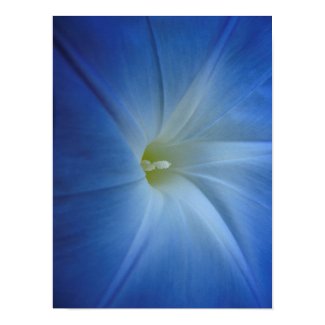 Heavenly Blue Morning Glory Close-Up Print
