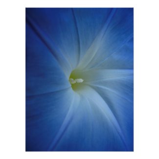 Heavenly Blue Morning Glory Close-Up Perfect Poster