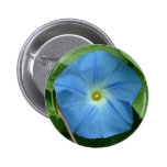 Heavenly Blue Morning Glory Pins