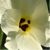 'Heavenly Hibiscus' photo sculpture