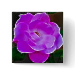 Heavenly pink rose and meaning