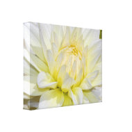 Heavenly White Dahlia wrappedcanvas