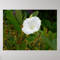 Hedge bindweed or bellbind (Calystegia sepium) Poster