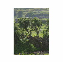 Hedge Green Tree From Mountain photo sculptures