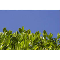 Hedge Tree photo sculptures by lifesphere Hedge Tree photo sculptures