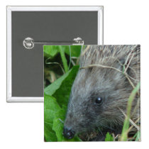 Hedgehog #1 buttons