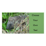 Hedgehog #1 photo greeting card