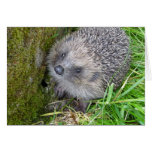"Hedgehog (7)" Cards
