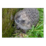 "Hedgehog (7)" Cards