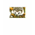 Hedgehog and yummy mushrooms t-shirts