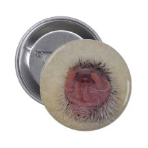 Hedgehog Baby Hands Up Pinback Buttons