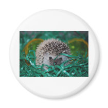 Hedgehog Baby in Easter Grass Refrigerator Magnet
