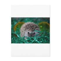 Hedgehog Baby in Easter Grass Post Cards
