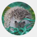 Hedgehog Baby in Easter Grass Round Sticker