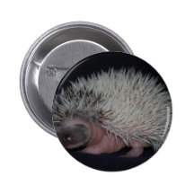 Hedgehog Baby Pinback Button