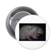 Hedgehog Baby Pins
