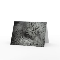 hedgehog ball closeup card