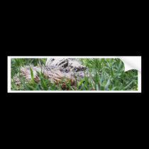 Hedgehog bumper stickers