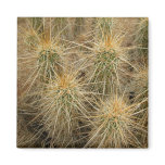 Hedgehog cactus in desert habitat fridge magnet