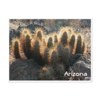 Hedgehog cactus in desert habitat postcard
