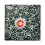 Hedgehog cactus magnet