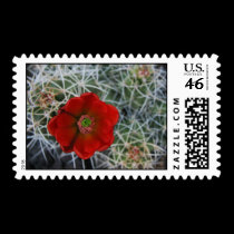 Hedgehog Cactus Postage Stamp stamps