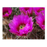 Hedgehog Cactus Postcard