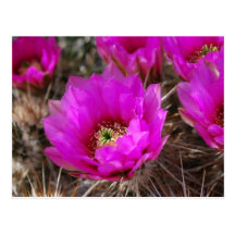 Hedgehog Cactus Postcard