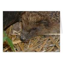 Hedgehog cards by celtxian Hedgehog cards
