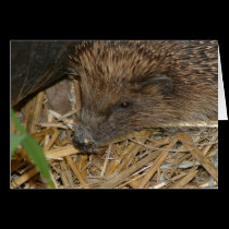 Hedgehog cards by celtxian Hedgehog cards