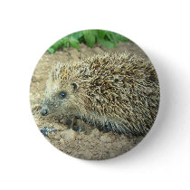 Hedgehog Care  Button
