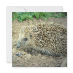 Hedgehog Care Invitations