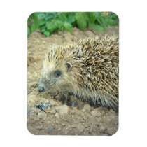 Hedgehog Care  Premium Magnet
