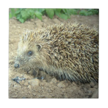 Hedgehog Care  Tile