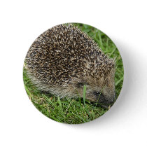 Hedgehog Close-up Magnet Pinback Button