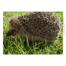 Hedgehog Greeting Card