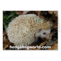 hedgehog in leaves card