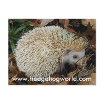 Hedgehog in leaves postcard