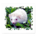Hedgehog in the Grass posters by nannyogg Hedgehog in the Grass posters