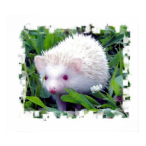 Hedgehog in the Grass posters
