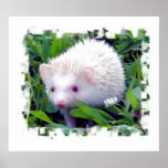 Hedgehog in the Grass Posters