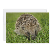 Hedgehog Invitation