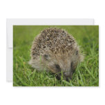 Hedgehog Invitation
