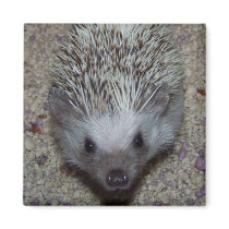 Hedgehog Fridge Magnets