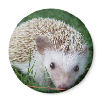 Hedgehog Fridge Magnet