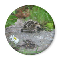 Hedgehog magnet - customizable